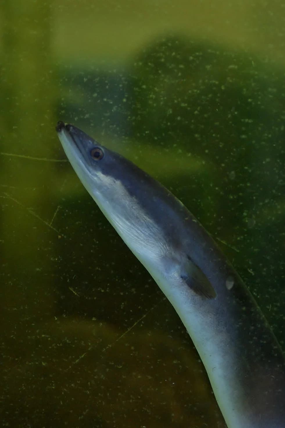Ål