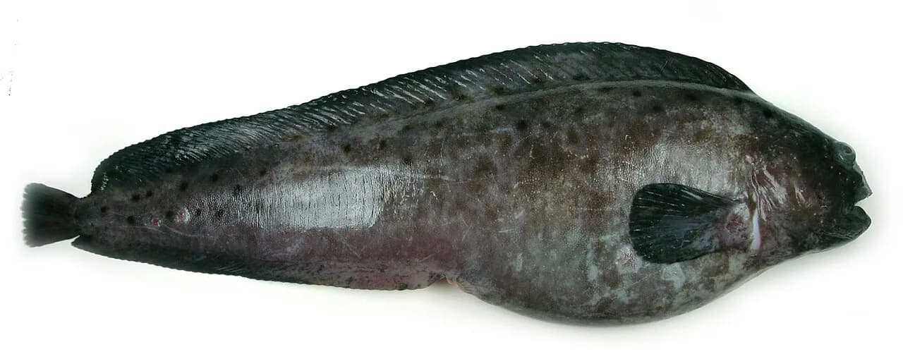 Blåsteinbit