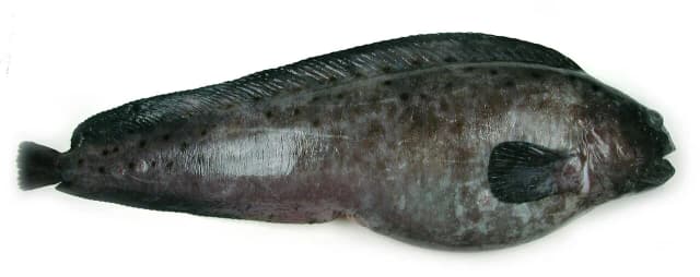 Blåsteinbit