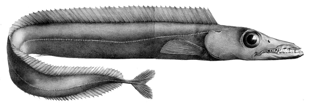 Dolkfisk