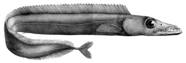Dolkfisk