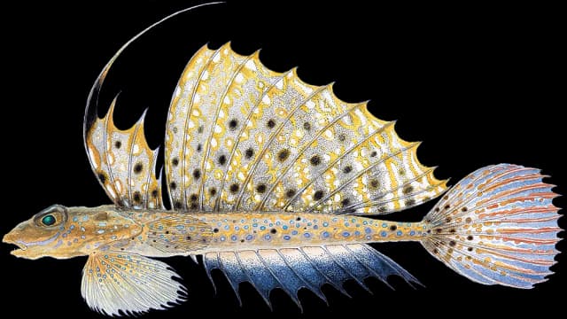 Flekket fløyfisk