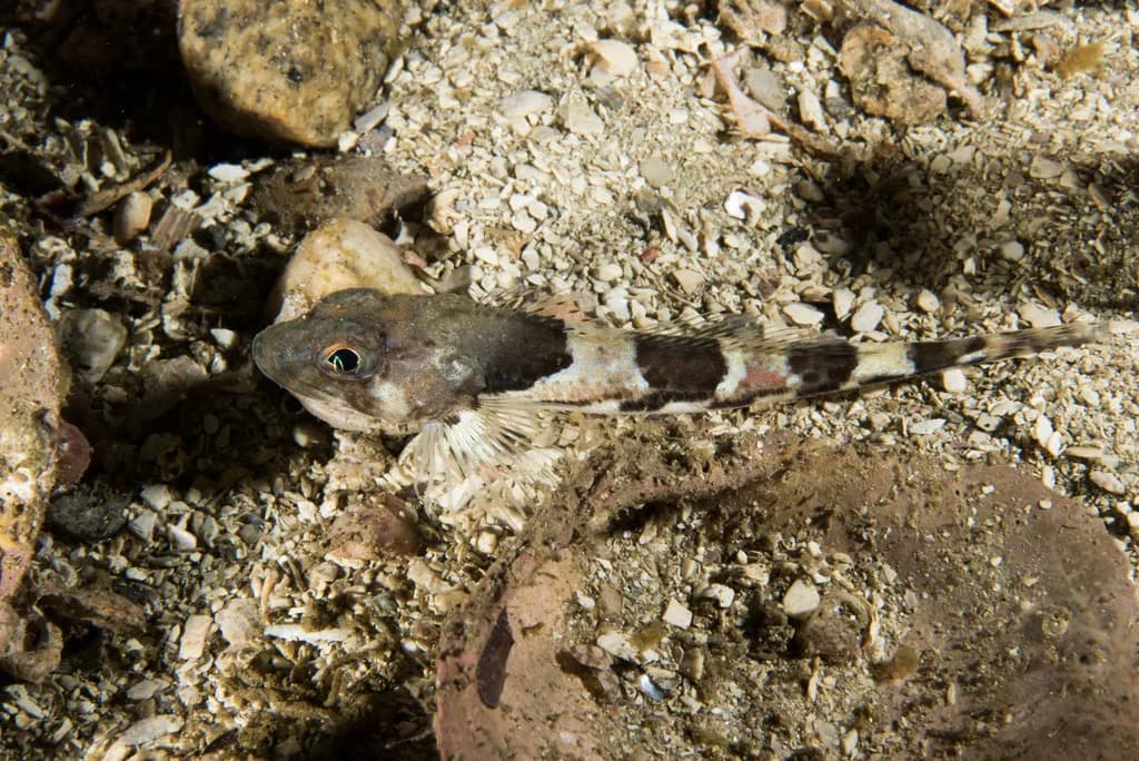 Glattulke