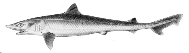 Gråhai