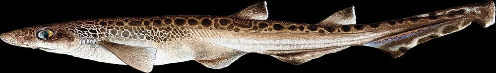 Hågjel
