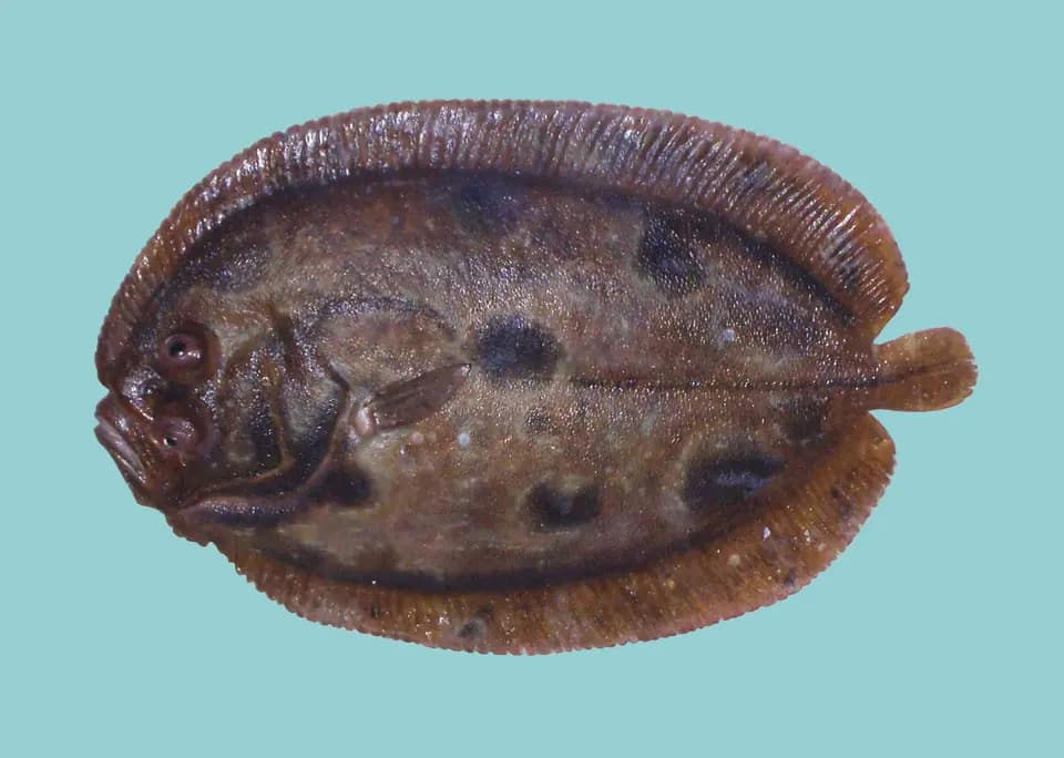 Hårvar