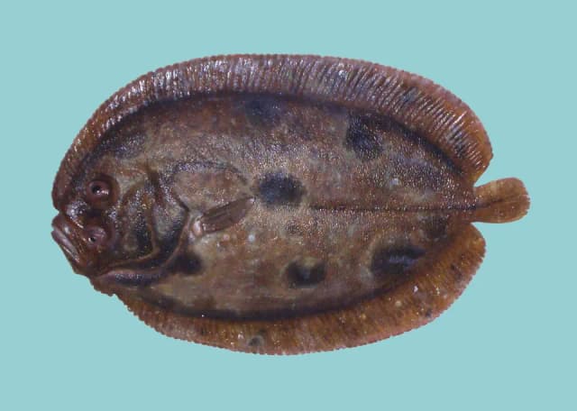 Hårvar