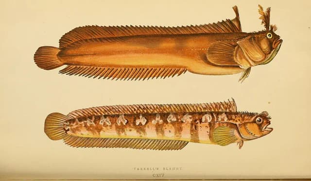 Hornkvabbe