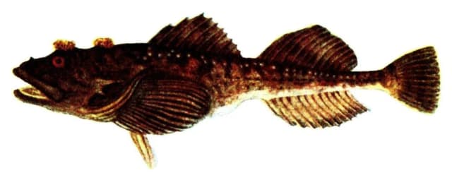 Hornulke