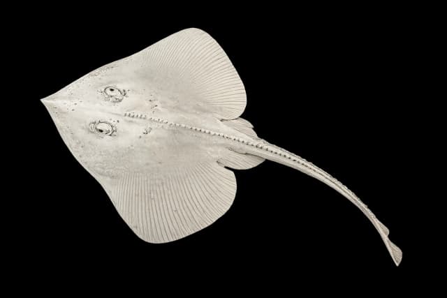 Hvitskate