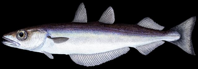 Kolmule