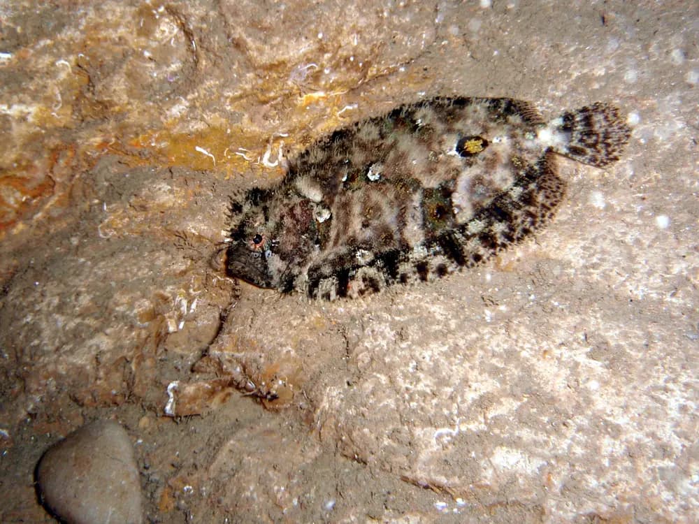 Kongevar
