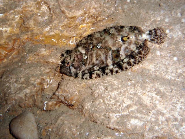 Kongevar