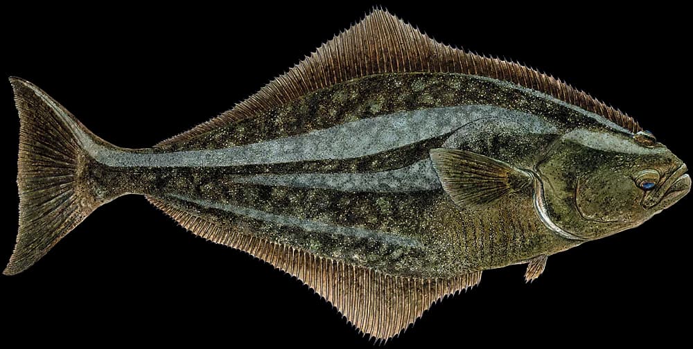 Kveite