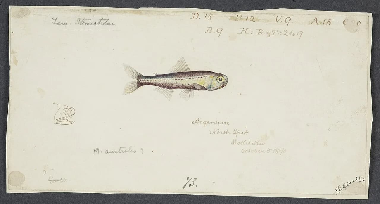Laksesild
