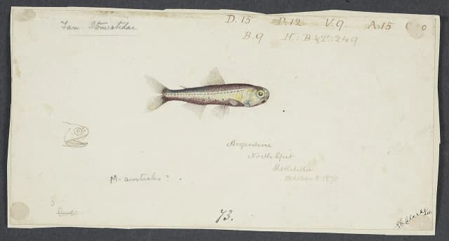 Laksesild