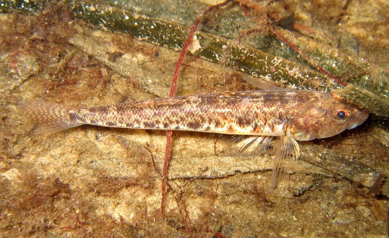 Leirkutling