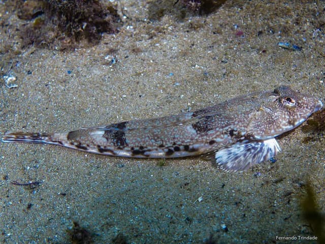 Liten fløyfisk