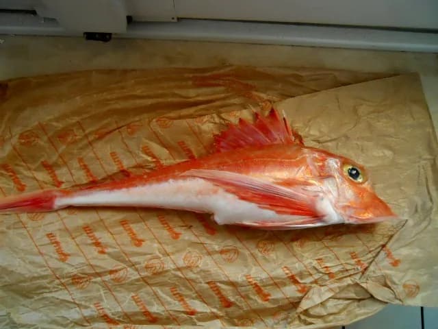 Lyreknurr