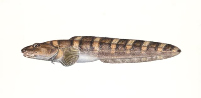 Nordlig ålebrosme