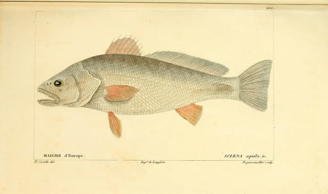Ørnefisk