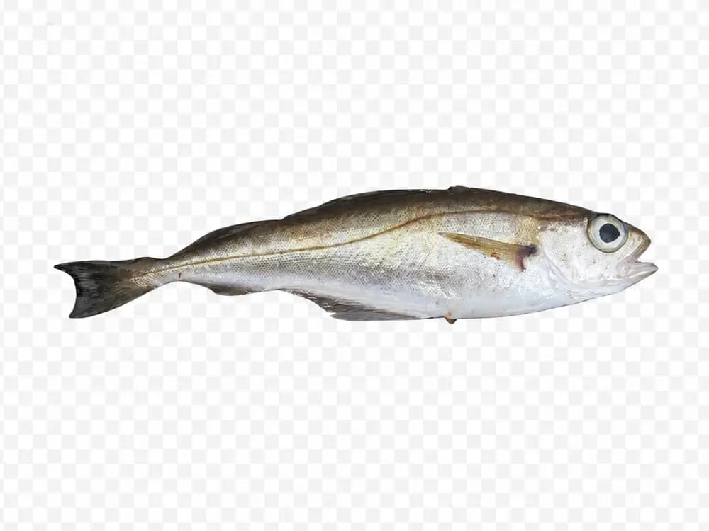 Øyepål
