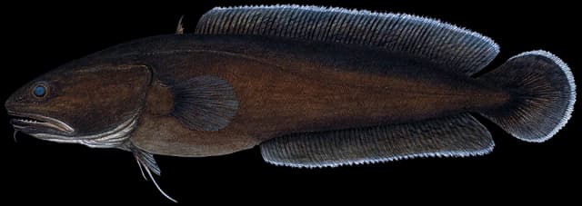 Paddetorsk