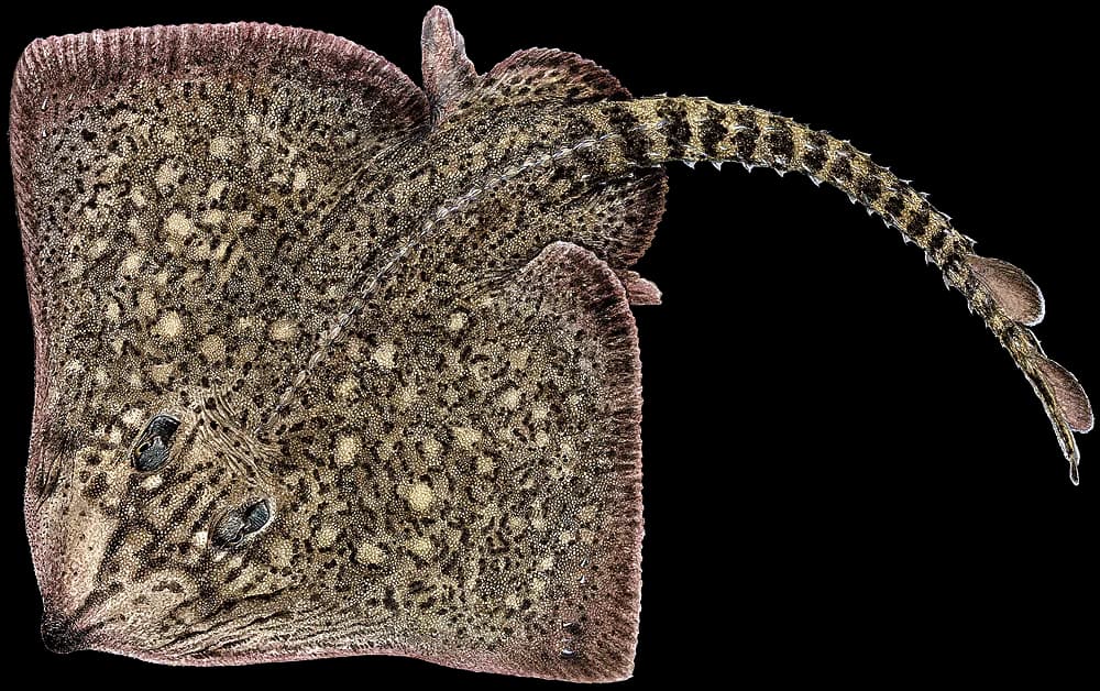 Piggskate