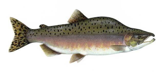 Pukkellaks