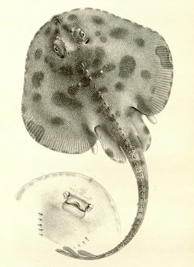 Rundskate