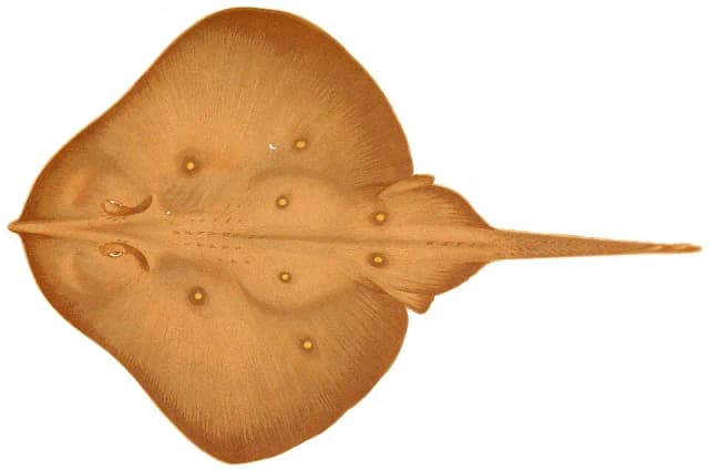 Sandskate