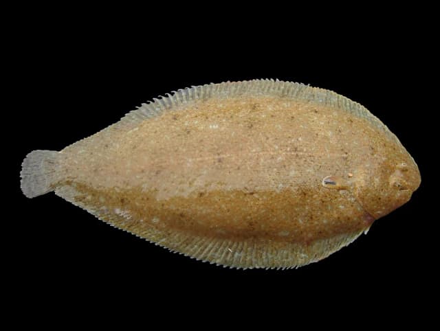 Sandtunge