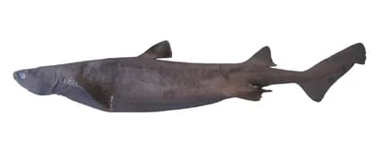 Sigarhai
