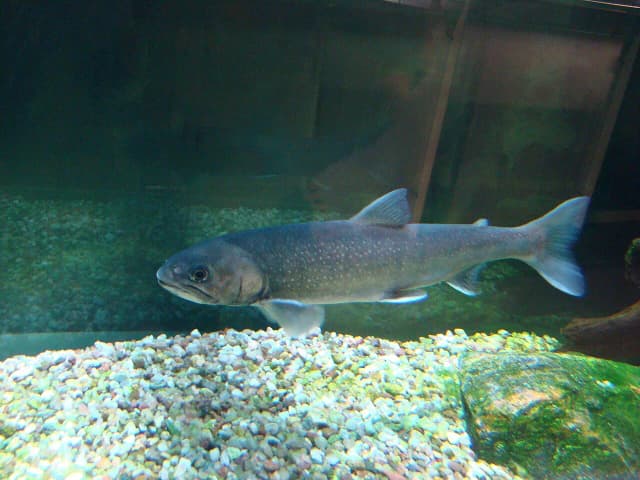 Sjørøye