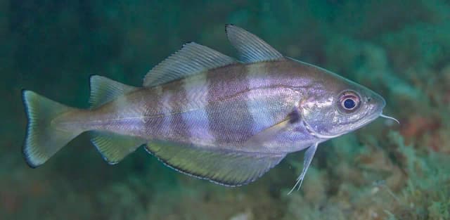 Skjeggtorsk