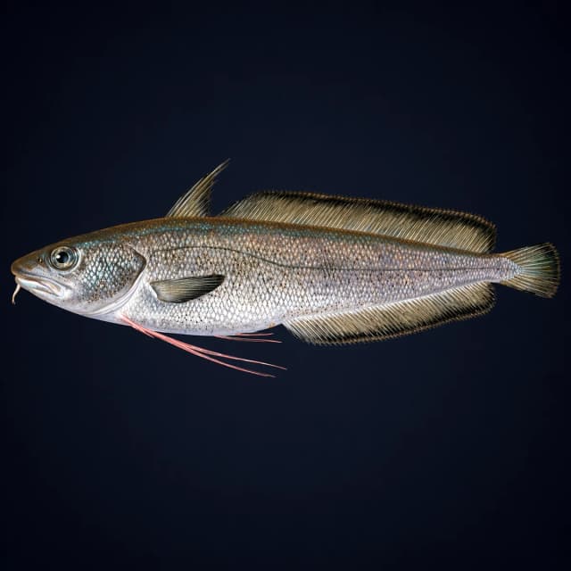 Skjellbrosme