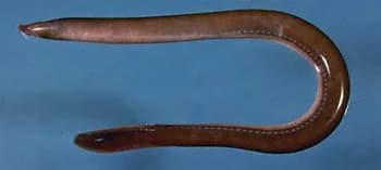 Slimål