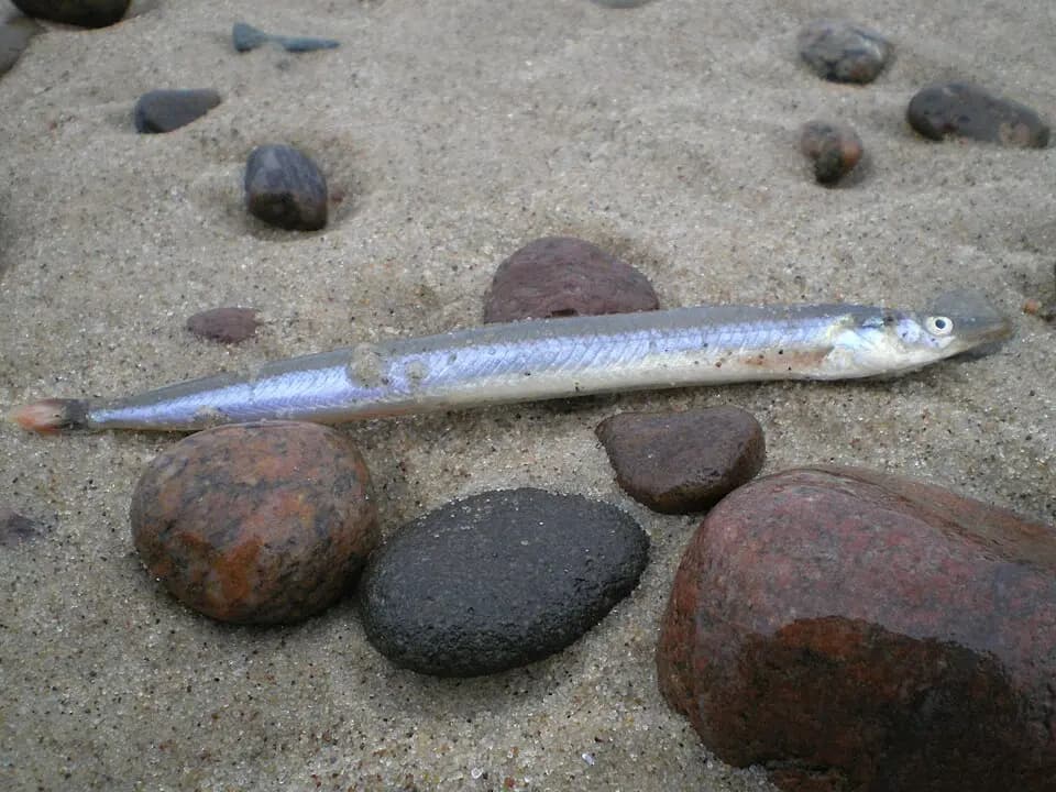 Småsil