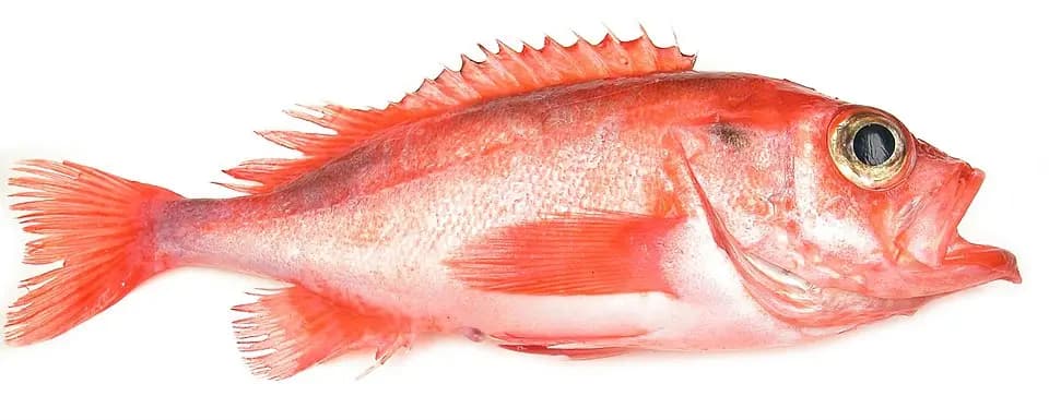 Snabeluer