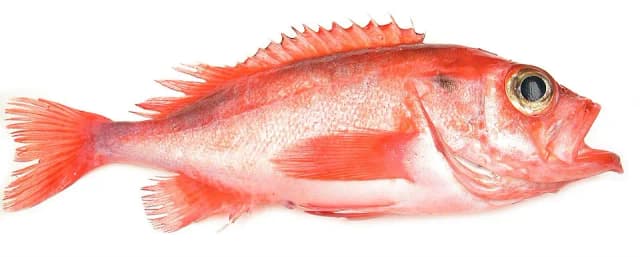 Snabeluer