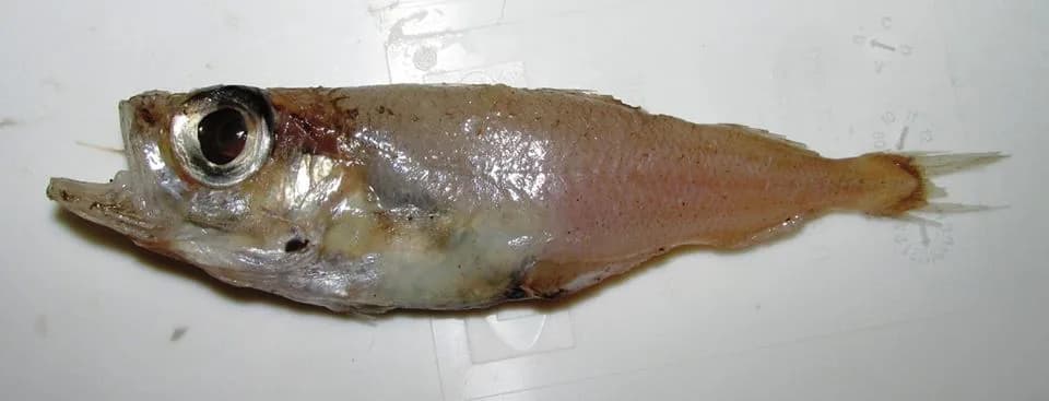 Sølvtorsk