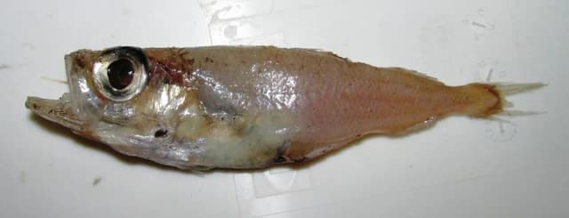 Sølvtorsk