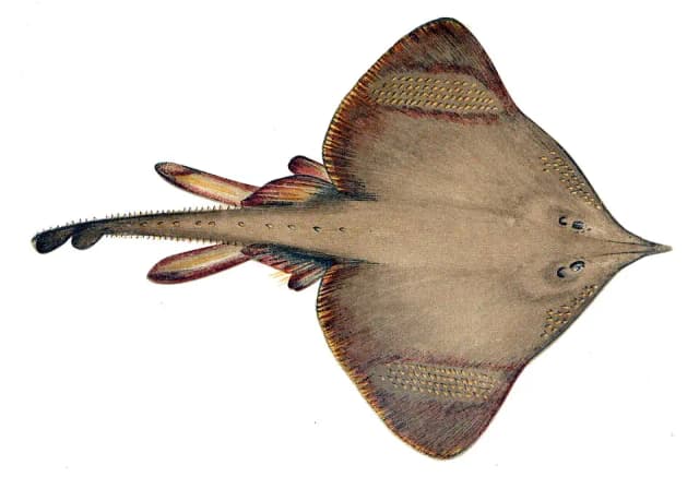 Spisskate