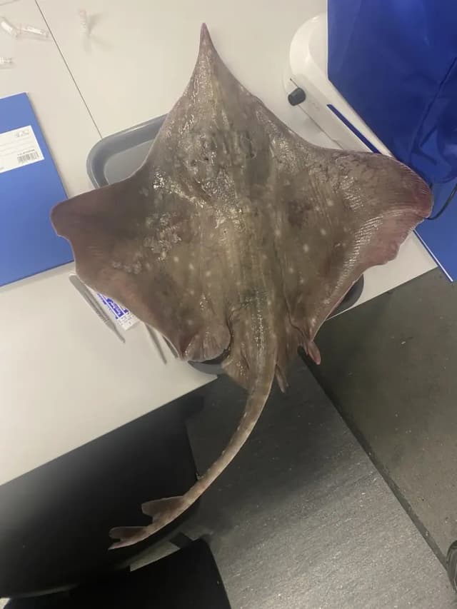 Storskate