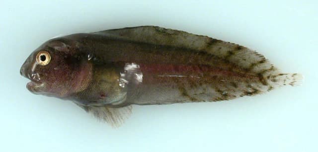 Svart ringbuk