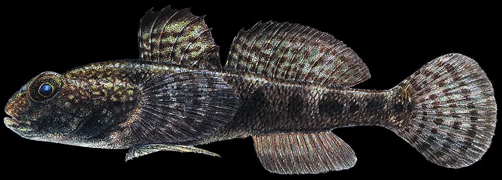 Svartkutling