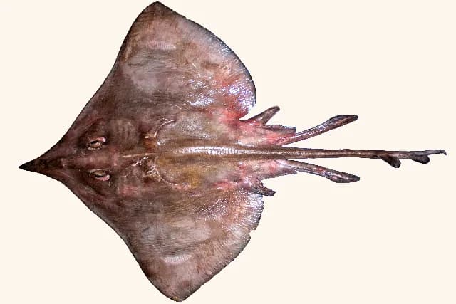 Svartskate