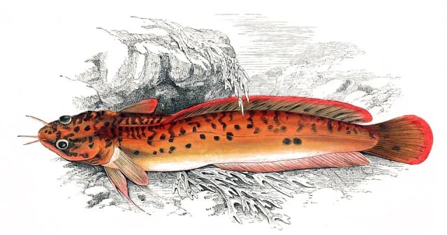Tretrådet tangbrosme
