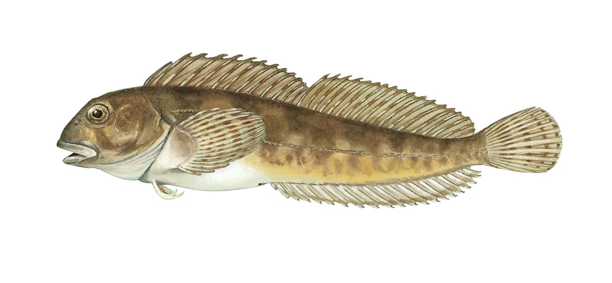 Tangkvabbe