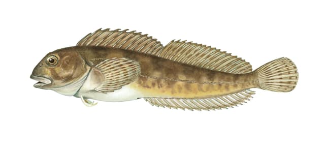 Tangkvabbe